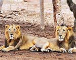 Conservation Challenges for Endangered Asiatic (Indian) Lions in South Asia